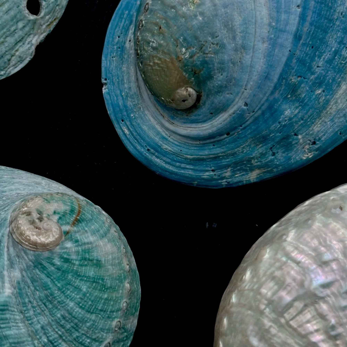 Abalone Shell Journal: Mermaid Aesthetic Mini Diary